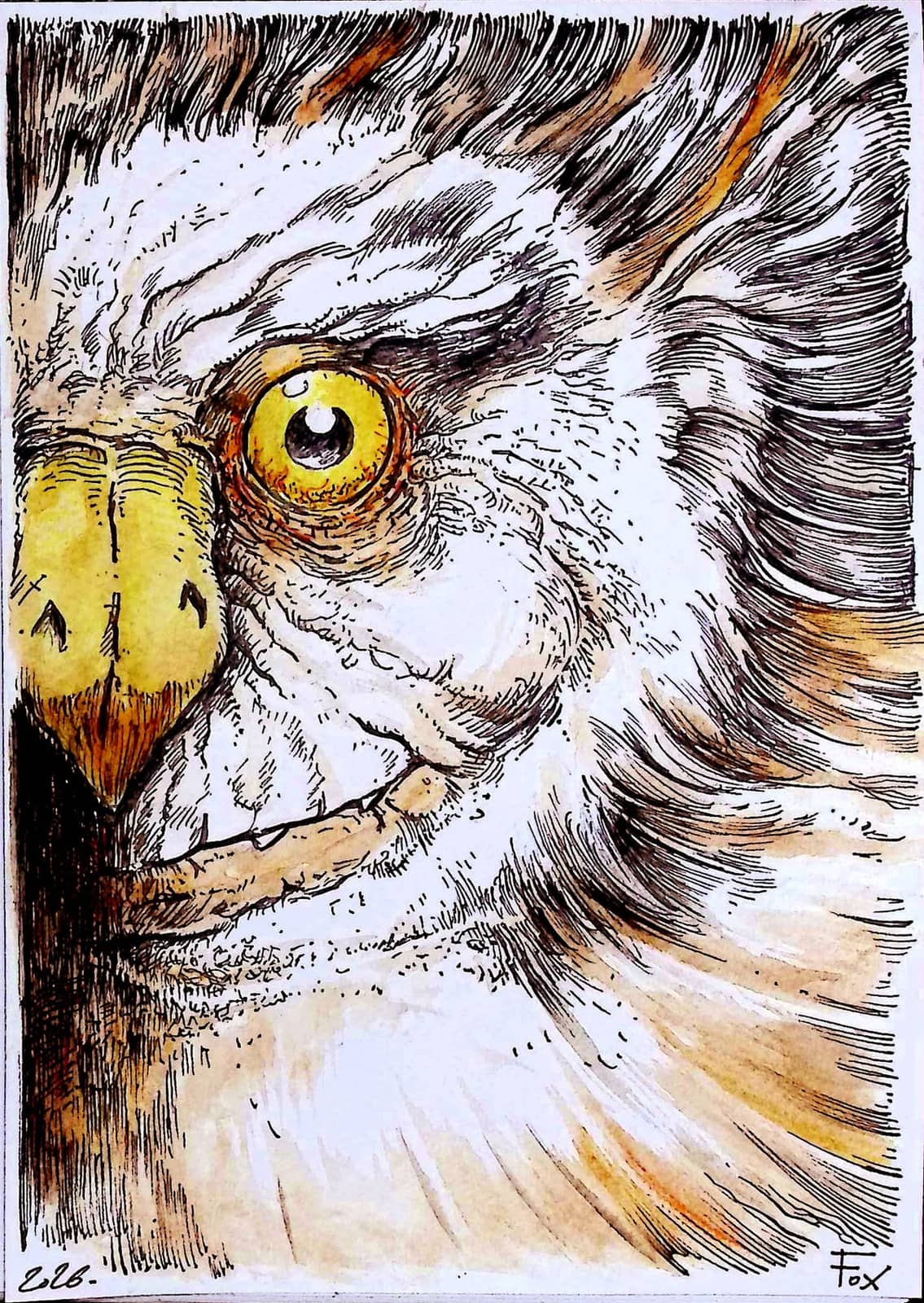 Gros plan de visage de hibou